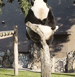 Fat Panda GIF - Find & Share on GIPHY