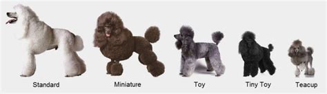 Teacup Poodles - Pollok Toy Poodles