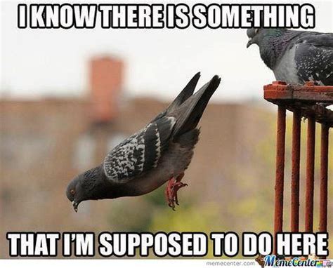 pigeon meme | Funny animals, Pigeon funny, Animal captions