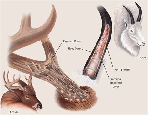 Top 164+ Animal horn identification - Merkantilaklubben.org