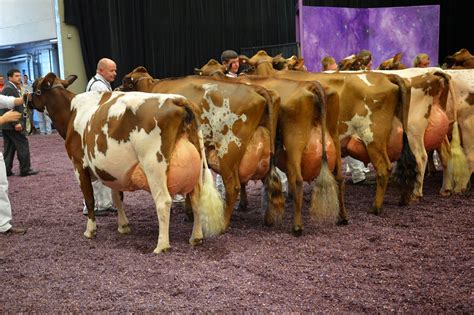 NEWS: International Ayrshire Show- Cows | Cow, Show cows, Dairy cattle