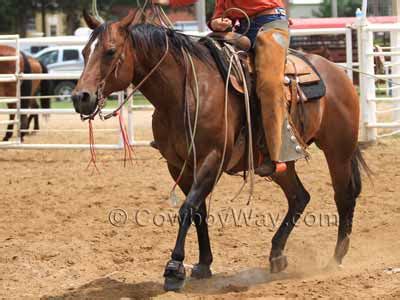 Buckskin Horse Color Chart : The Dun Gene Horses Horse Color Chart Dun ...