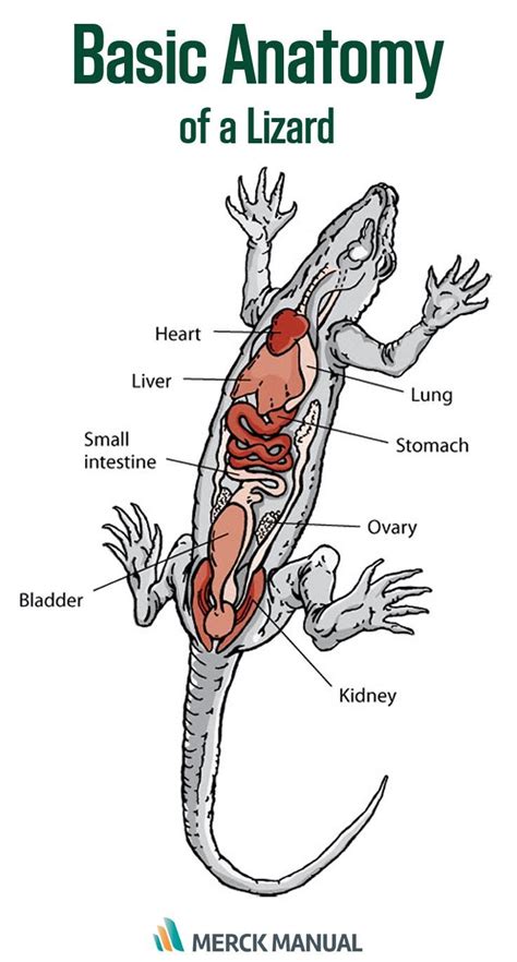 Internal Anatomy Of A Lizard Vet Medicine, Animal Medicine, Veterinary ...