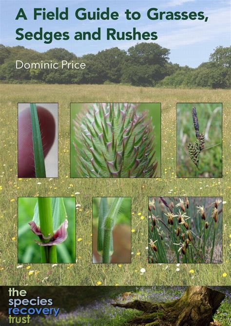 A Field Guide to Grasses, Sedges and Rushes, A5 ringbound from ...