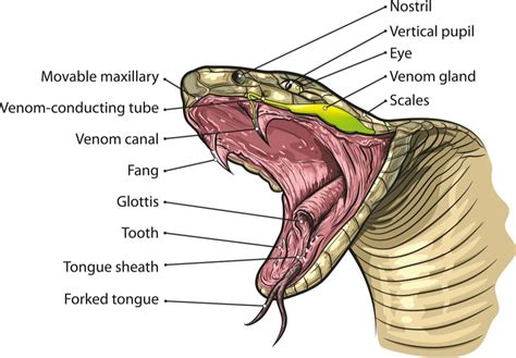 Snake Anatomy - Information » Petsoid