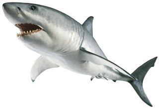 Shark PNG, Shark Transparent Background - FreeIconsPNG