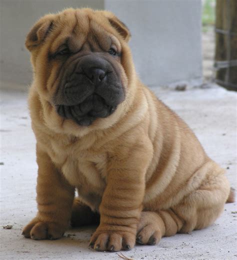 Mini shar pei puppies- Shar pei puppy | tedlillyfanclub