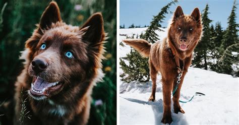 This Brown Siberian Husky Is One of the Most Beautiful Dogs on Instagram