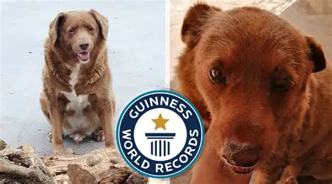 Who's A Good Boy? Guinness World Records Crowns This Ageless Pooch as the Oldest Dog to EVER ...