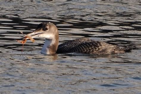 Great Northern Diver - BirdWatch Ireland