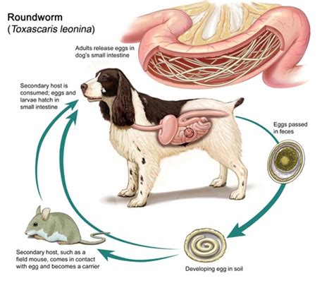 Roundworm Life Cycle - Granada Veterinary Clinic