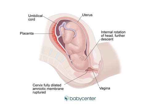 What are the stages of labor and birth? | BabyCenter