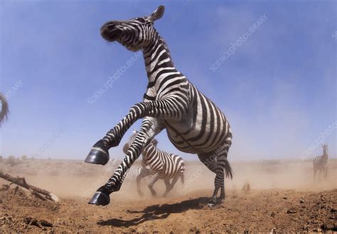 Plains zebra herd on the move - Stock Image - C046/4100 - Science Photo Library