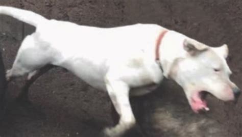 Hunting with the Dogo Argentino