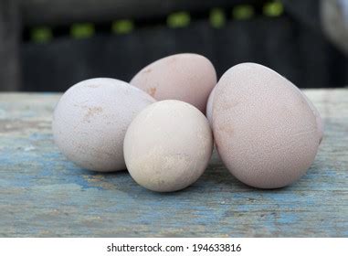 Guinea Fowl Eggs Stock Photos and Pictures - 649 Images | Shutterstock