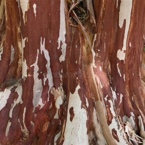 Colorful Crepe Myrtle Tree Bark Stock Image - Image of tree, bark ...