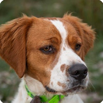 Brittany Spaniel Puppies for Sale | Buckeye Puppies