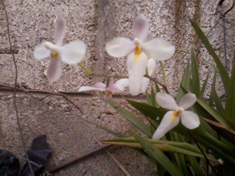 orquideas blancas pequeñas | Plants, Garden