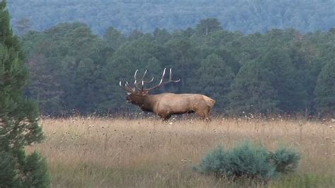 Monster Bull Elk of Arizona- "The Boys of Fall" by Chappell Guide Service - YouTube