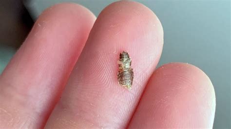 Bed Bug Shells, Casings, and Skins (Identification and What to Do)