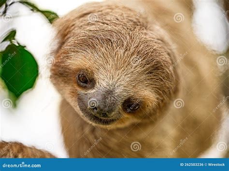 Shot of Pygmy Three-toed Sloth Stock Photo - Image of species, wildlife: 262503236