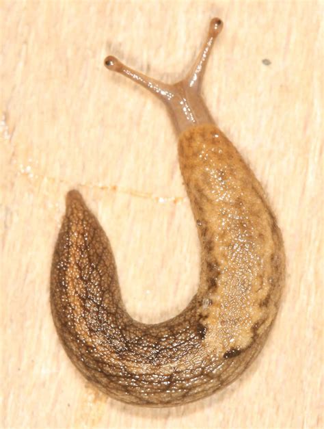 10 Notable Facts About Slugs - A-Z Animals