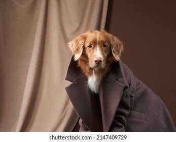 Dog Human Clothes Pet Coat Funny Stock Photo 2147409729 | Shutterstock