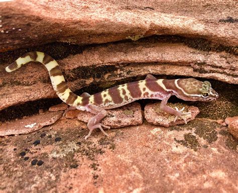 Western Banded Gecko - NDOW