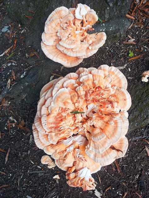 Laetiporus sulphureus Chicken of the Woods! | Edible Mushrooms