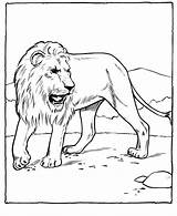 Free Printable Lion Coloring Pages For Kids sketch template