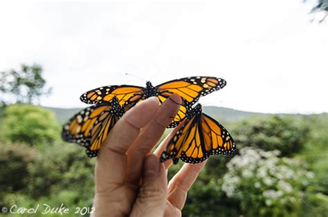 Flower Hill Farm: Monarch Butterfly Life Cycle: A Metamorphosis ~ Part ...