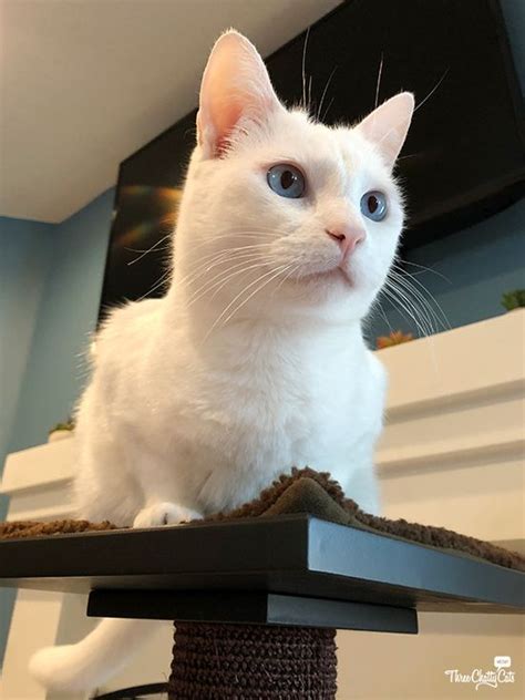 a white cat with blue eyes sitting on top of a scratching post in a ...