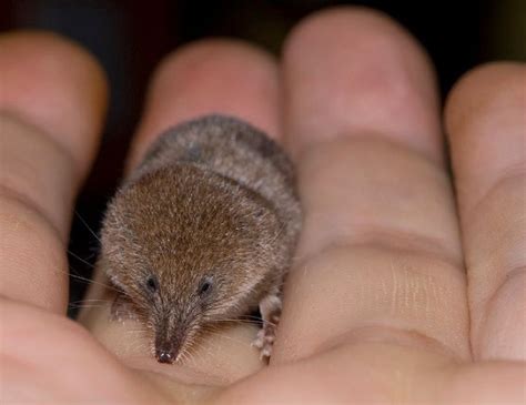 Etruscan Shrew - Smallest mammal on Earth by weight (.06 oz, the same as a dime), 1.5" long (not ...