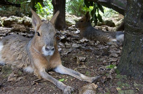 Attraction Review: Wildlife Reserve Review | Loop Barbados