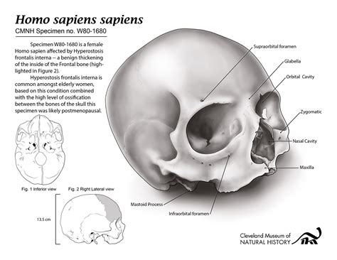 Homo sapiens sapiens Skull Plate on Behance