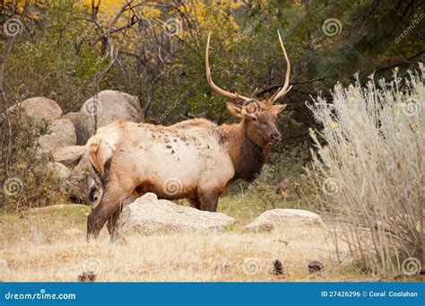 Bull Elk stock photo. Image of horn, male, wilderness - 27426296