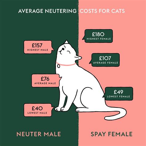 How much does it cost to neuter a cat in the UK? | ManyPets