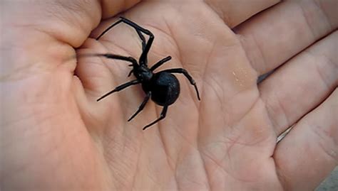 What Is Black Widow Venom Used For / Dancing With Black Widow Spiders ...