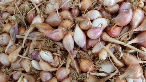 Shallots | Caribbean Eco Seeds