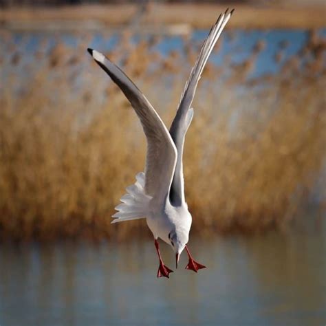 Seagull: Spiritual Meaning + Seagull Feather Meaning - Awakening State