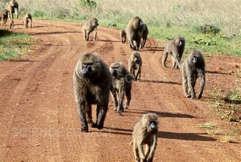 Photograph | Troop of Olive Baboons | Science Source Images