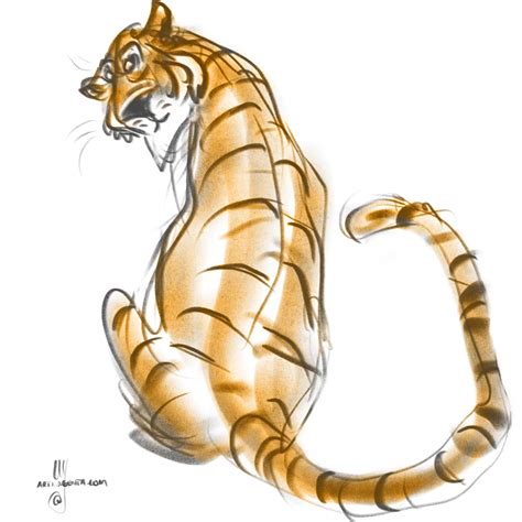 Gesture Drawings: Tiger