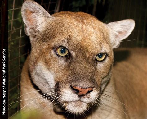 CDFW News | Mountain Lion P-22 Compassionately Euthanized Following Complete Health Evaluation ...