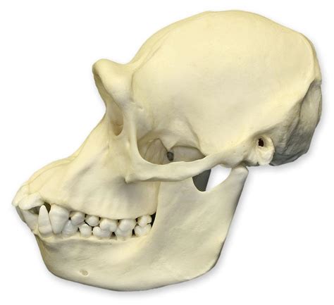 Replica Female Chimpanzee Skull For Sale – Skulls Unlimited ...