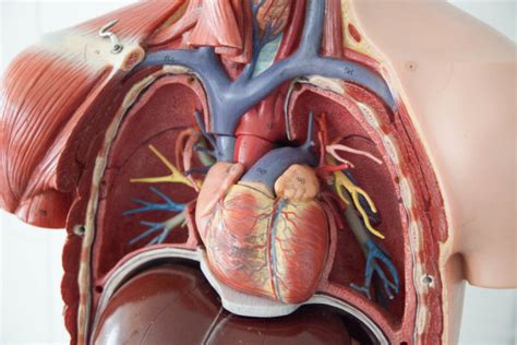 World’s 1st procedure raises hopes for patients with leaky heart valve - Medibulletin