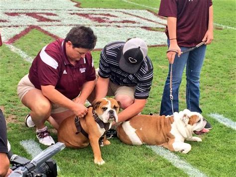 LOOK: Mississippi State 'passes the harness' to new mascot Bully XXI ...