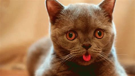 Nah Nah GIF - Cat Cute Tongueout - Discover & Share GIFs