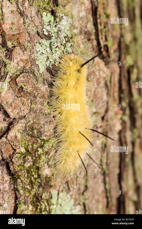 North american caterpillars hi-res stock photography and images - Alamy