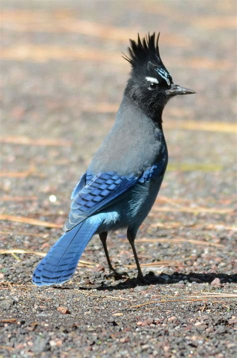 Blue Jays and the Great American Backyard Bird Count - Owlcation