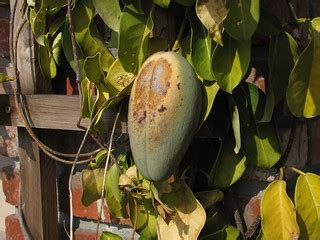 Jasmine (Stephanotis) Fruit | We found a fruit on our jasmin… | Flickr